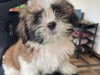 Shitzu Puppy