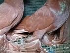 Pigeon