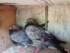 Pigeons