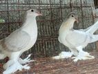 Pigeons