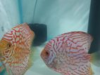 Checkerboard Bold Breeding Pair