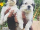 Shih Tzu Puppies