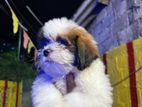 Shih Tzu Puppies