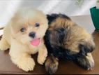 Shih Tzu Puppies