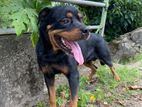 Rottweiler Dog