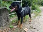 Rottweiler Dog