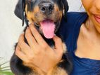 Rottweiler Puppy