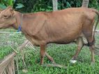 Farm Cows