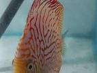 Discus Fish