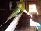 Cockatiel Birds