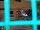 Love Birds