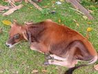 Farm Cow