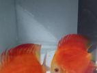 Red Melon Discus Breeding Pair