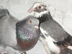 Pigeons