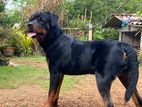 Rottweiler Dog