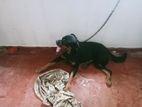 Rottweiler