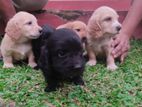 Cocker Spaniel Puppy