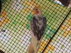Cockatiel Bird