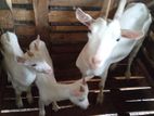 Sanan Goats