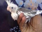 Cockatiel Bird