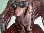 Dachshund Long Hair Puppy