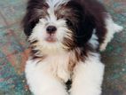 Mini Shih Tzu Puppy