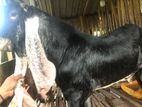 Farm Goat