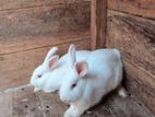 Rabbits