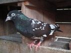 Pigeon