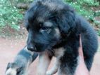 german Shepherd Puppy