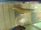 Arowana Fish Set