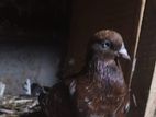 Pigeons