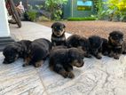 Rottweiler Puppies