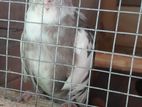 Cockatiel Bird