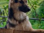 German Shepherd Dog