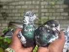 Pigeons