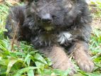 Lion Shepherd Puppies