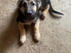 German Shepherd Puppies