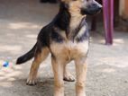 German Shepherd Puppies