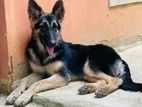 German Shepherd Female Puppy