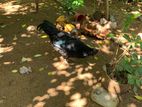 Country Chickens