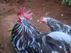 Rooster with Hen