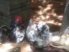 Farm Chicken