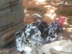 Bantam Chicken