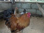 Farm Chickens