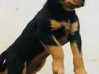 Rottweiler Puppy