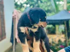Rottweiler Puppy