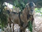 Farm Goat