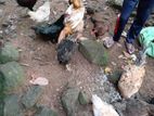 Farm Chicken