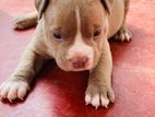 American Bully Puppies